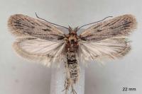 Depressaria zelleri