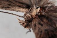 Depressaria zelleri