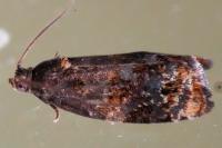 Ditula angustiorana