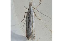 Dichomeris helianthemi