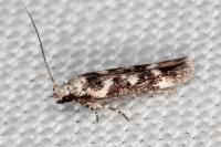 Caryocolum leucothoracellum