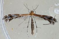 Stangeia siceliota