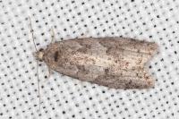 Cnephasia pasiuana