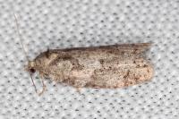 Cnephasia pasiuana