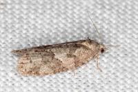 Cnephasia pasiuana