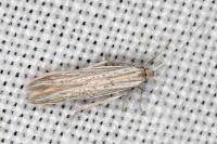Coleophora dianthi
