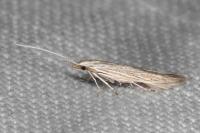 Coleophora dianthi