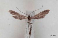 Agdistis satanas