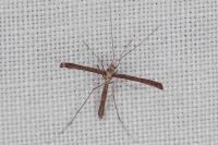Agdistis satanas