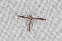 Agdistis satanas
