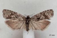 Zeiraphera griseana