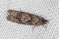 Zeiraphera griseana
