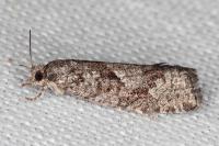Zeiraphera griseana