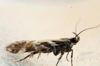 Aristotelia