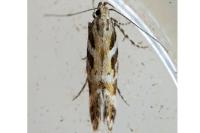 Aristotelia