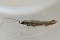 Coleophora