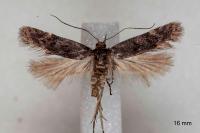Prolita solutella