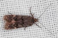 Prolita solutella