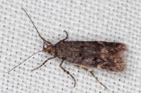 Prolita solutella