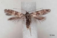 Exoteleia dodecella