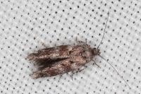 Exoteleia dodecella