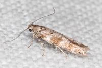 Exoteleia dodecella