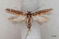 Scrobipalpa artemisiella