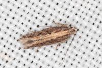 Scrobipalpa artemisiella