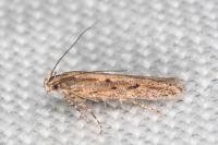 Scrobipalpa artemisiella