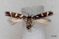 Oxypteryx wilkella