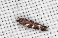 Oxypteryx wilkella