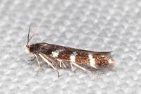 Oxypteryx wilkella