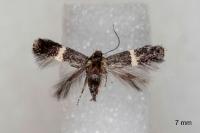 Elachista metella
