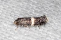 Elachista metella