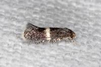 Elachista metella