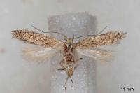 Scrobipalpula