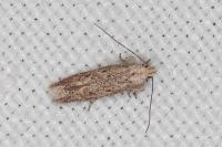Scrobipalpula
