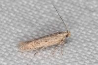 Scrobipalpula