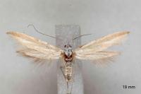 Coleophora valesianella