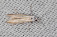 Coleophora valesianella