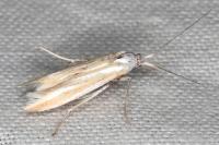 Coleophora valesianella