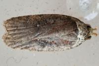Agonopterix cnicella