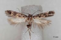 Caryocolum viscariellum