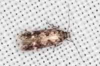 Caryocolum viscariellum