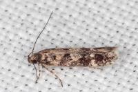 Caryocolum viscariellum