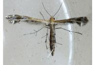 Stangeia siceliota