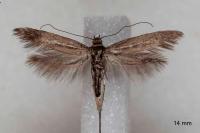 Scythris dissimilella