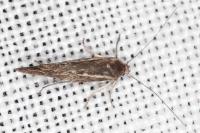 Scythris dissimilella