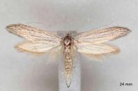 Pterolonche inspersa