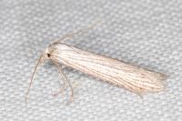 Pterolonche inspersa